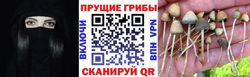 цена   Куса  Псилоцибиновые грибы ЛСД 